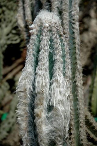 Pilosocereus_leucocephalus